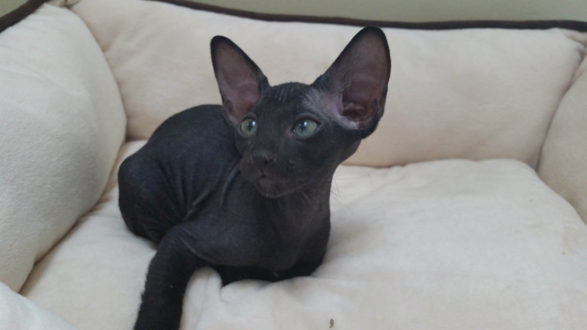 Донской сфинкс черный мохнатый