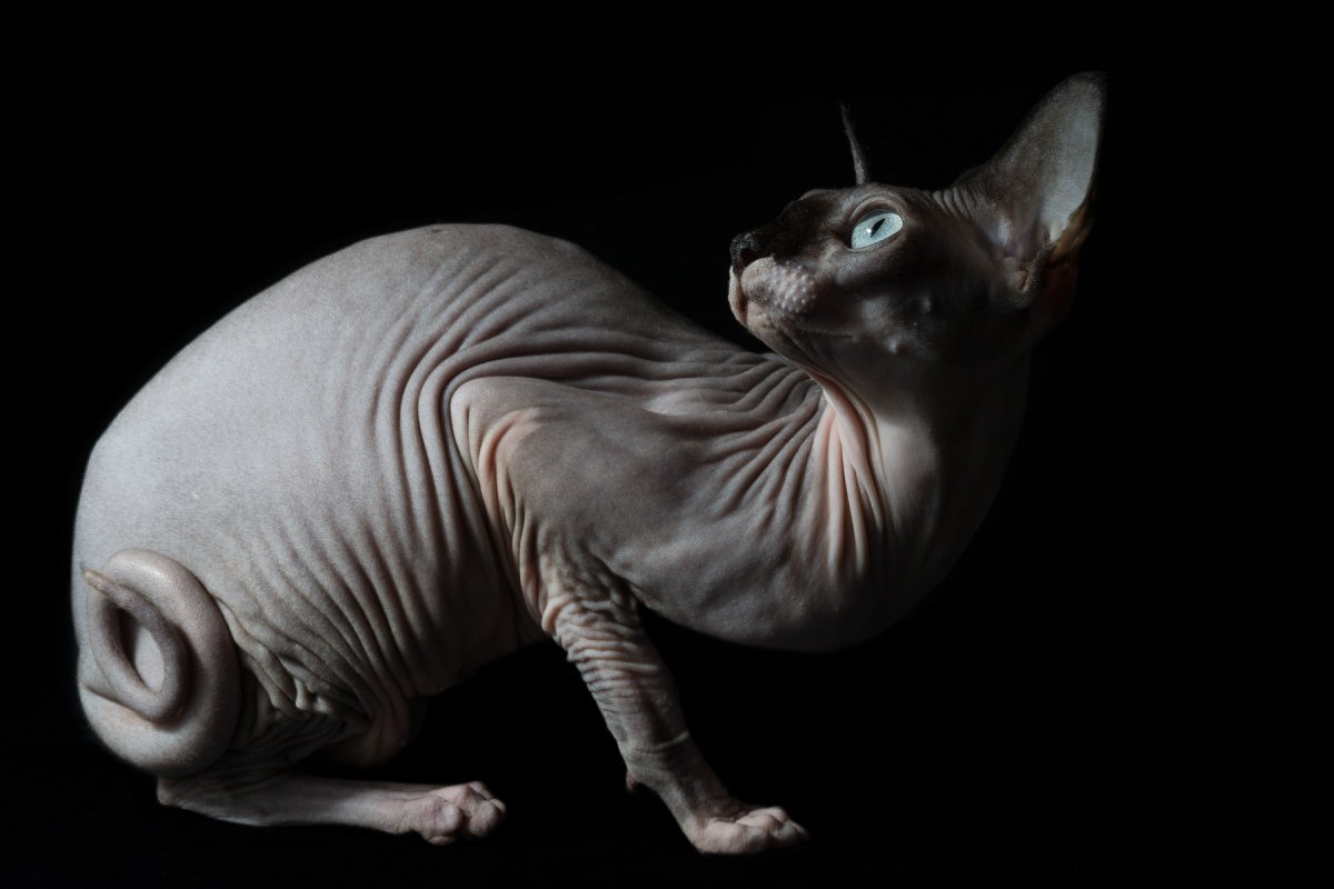 Кошка сфинкс видисверху