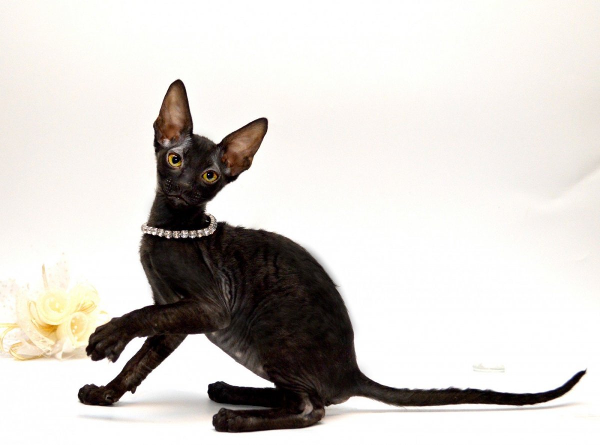 Ориентальная кошка грузин