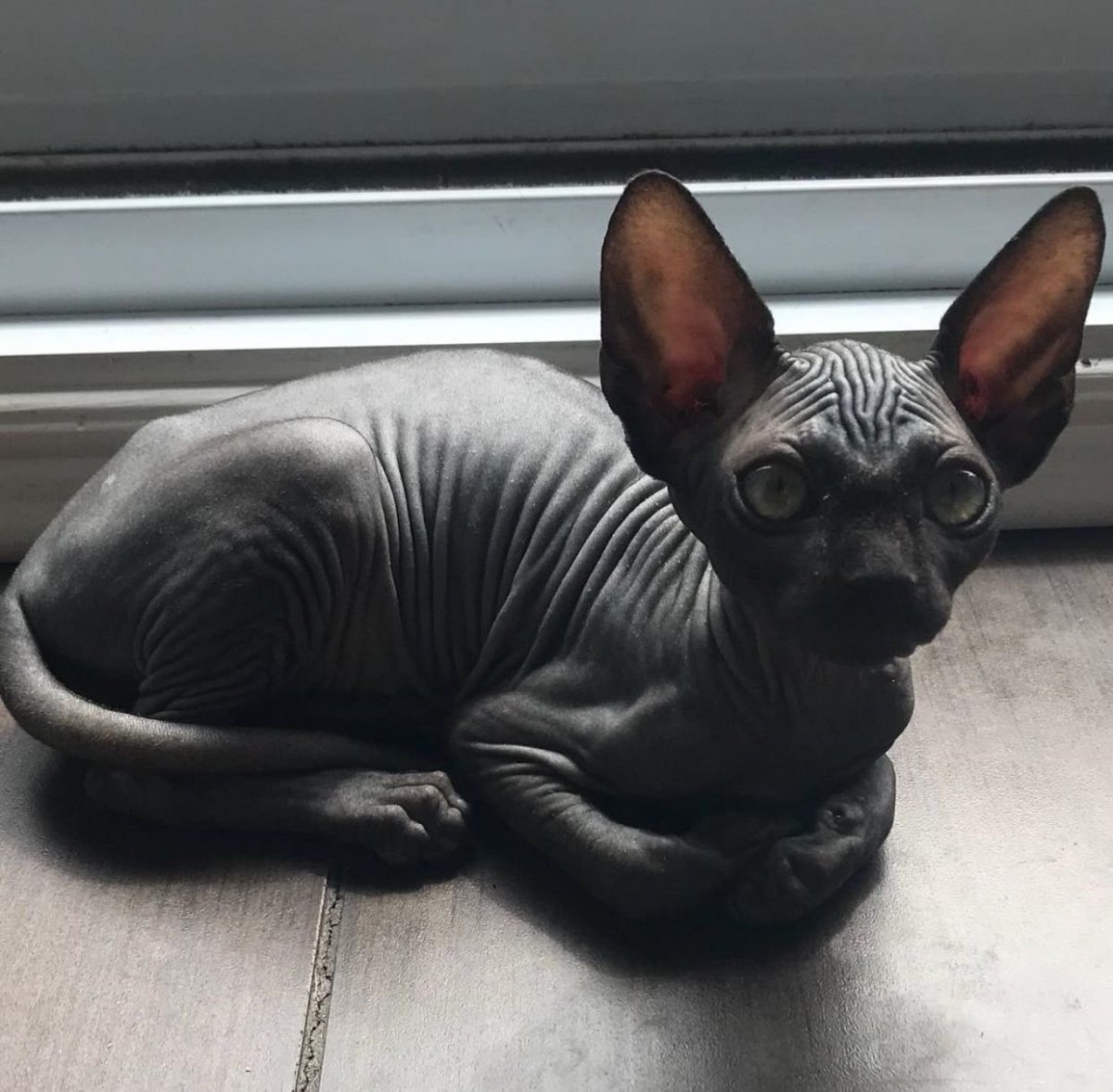 Чёрный сфинкс кошка