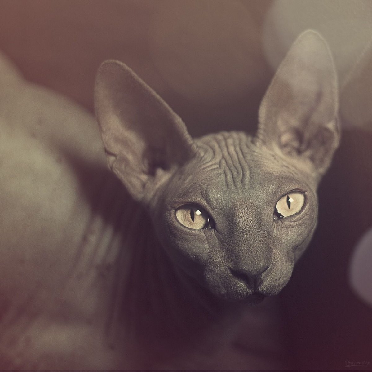 Кошка Дальневосточный сфинкс