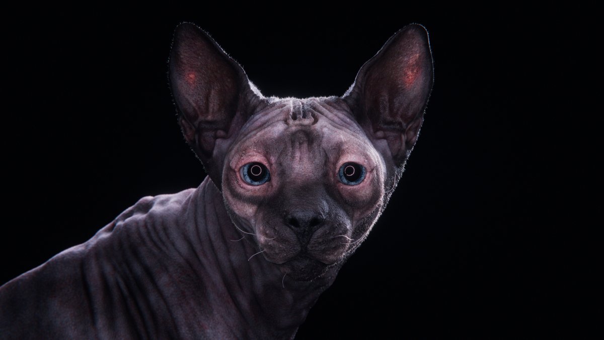 Сфинкс босс