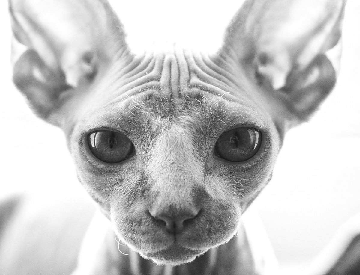 Сфинкс кот 2k