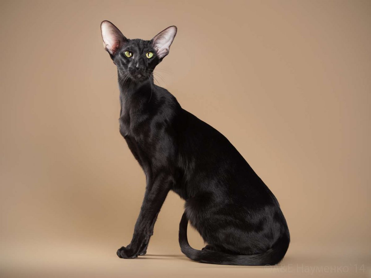 Сиамский сфинкс кошка порода