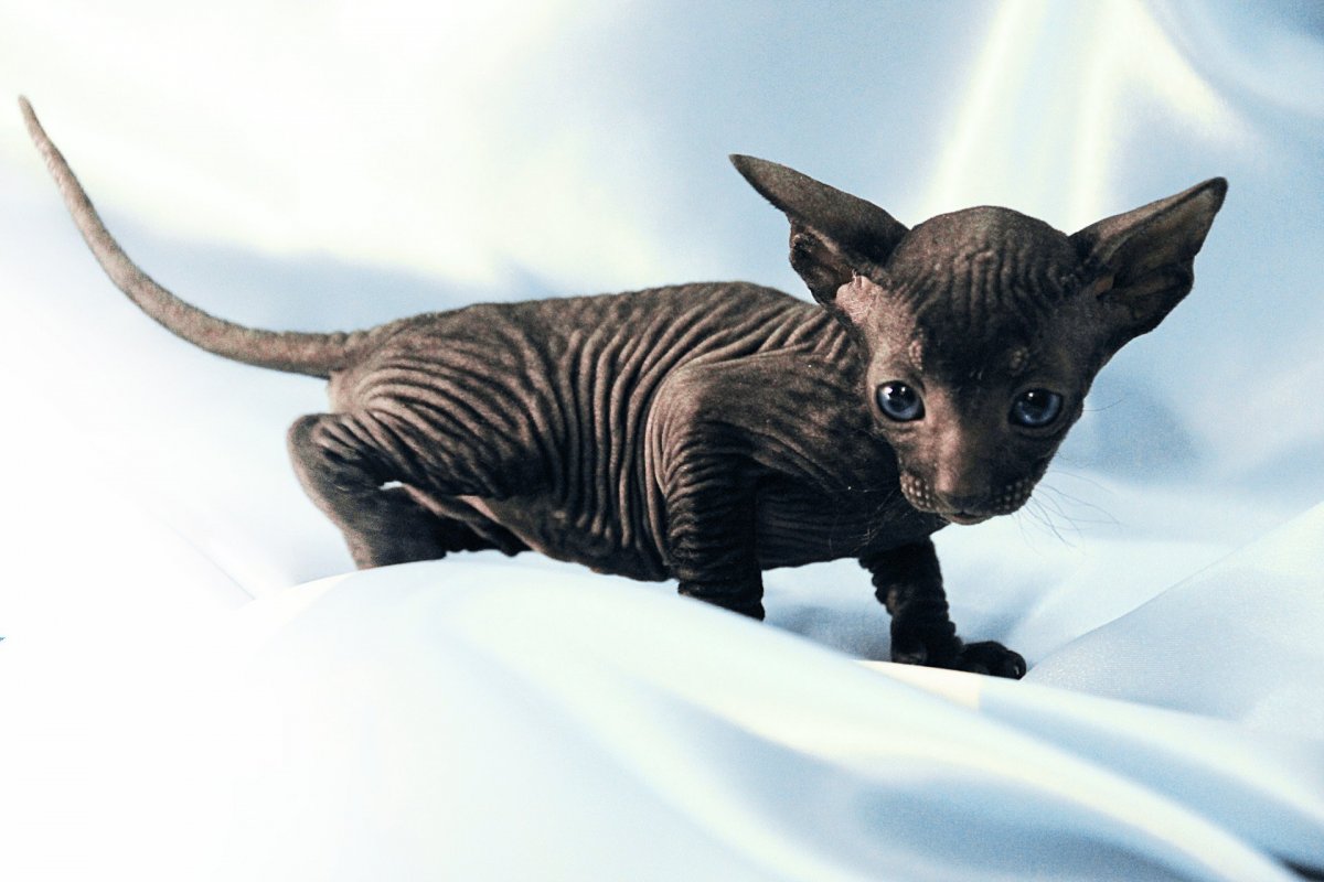 Лысый кот сфинкс темный