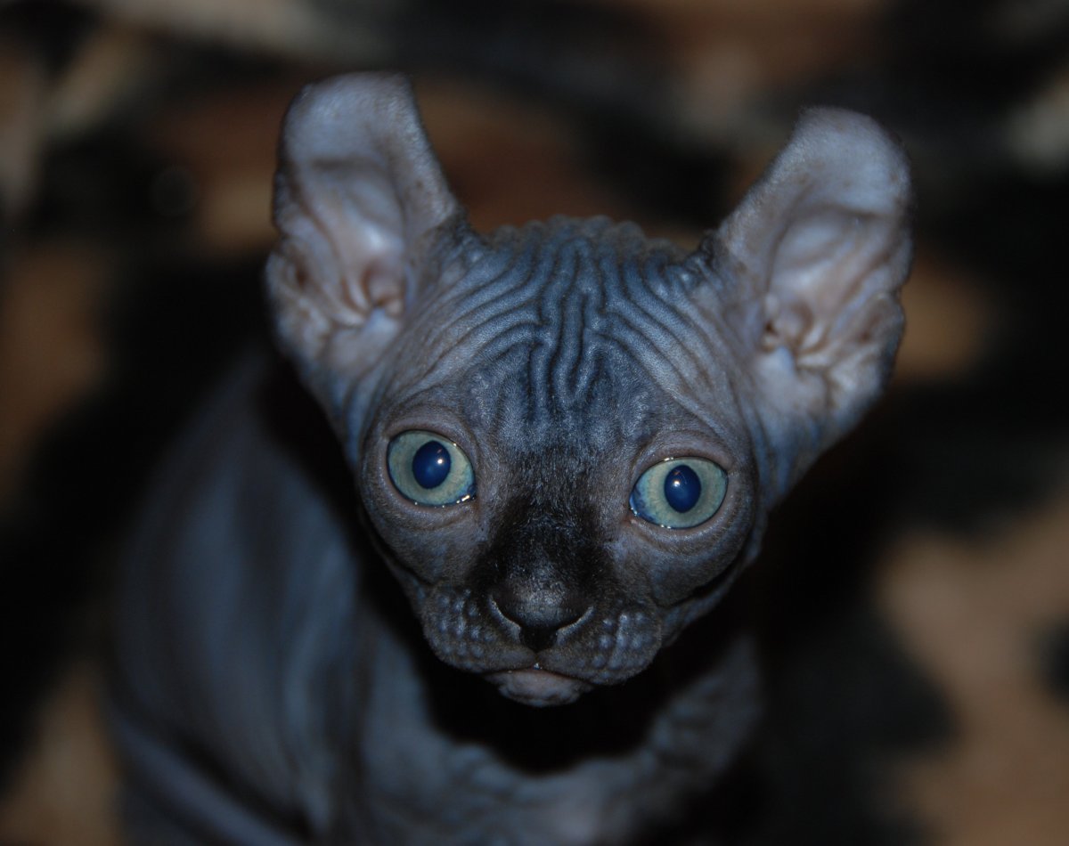 Чёрный сфинкс кошка рэпер