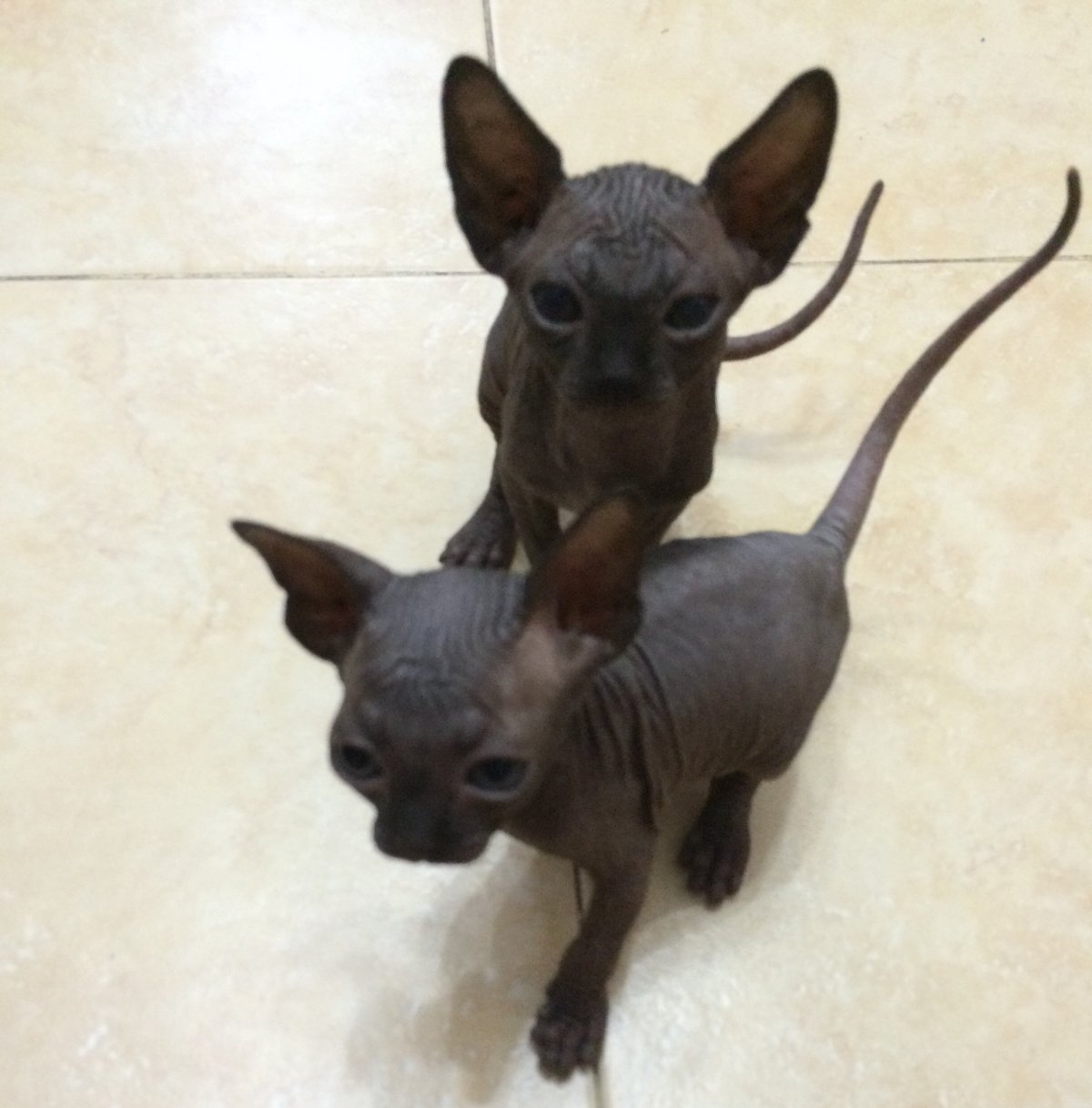 Черный сфинкс с мышиными крыльями