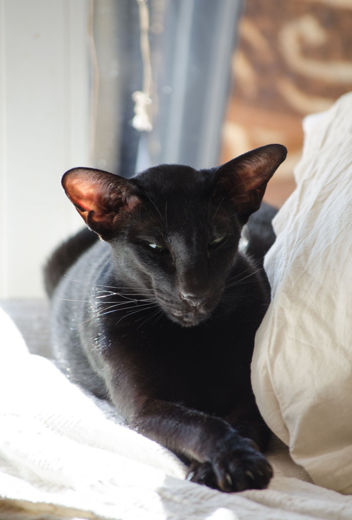 Ориентальная короткошерстная кошка