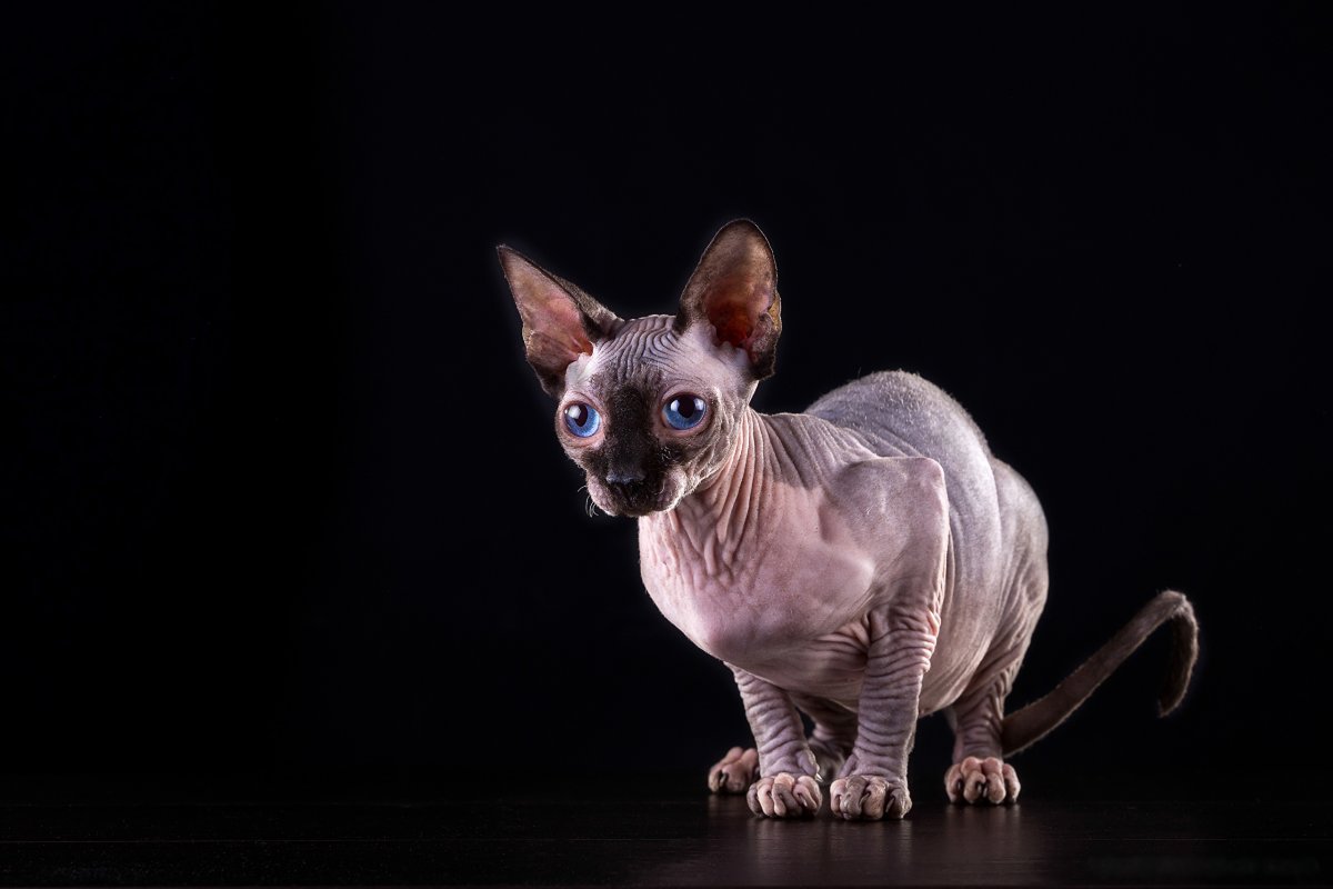 Донской сфинкс профиль