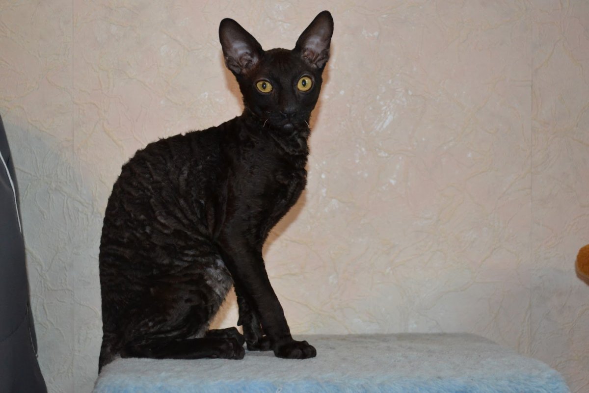 Лысые коты сфинксы