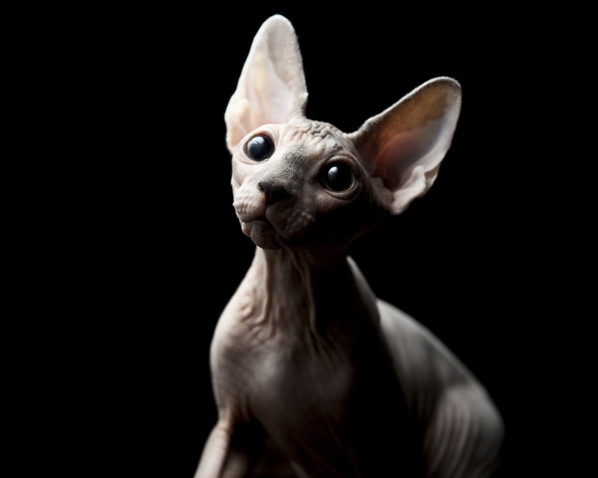 Канадский сфинкс черный голубоглазый