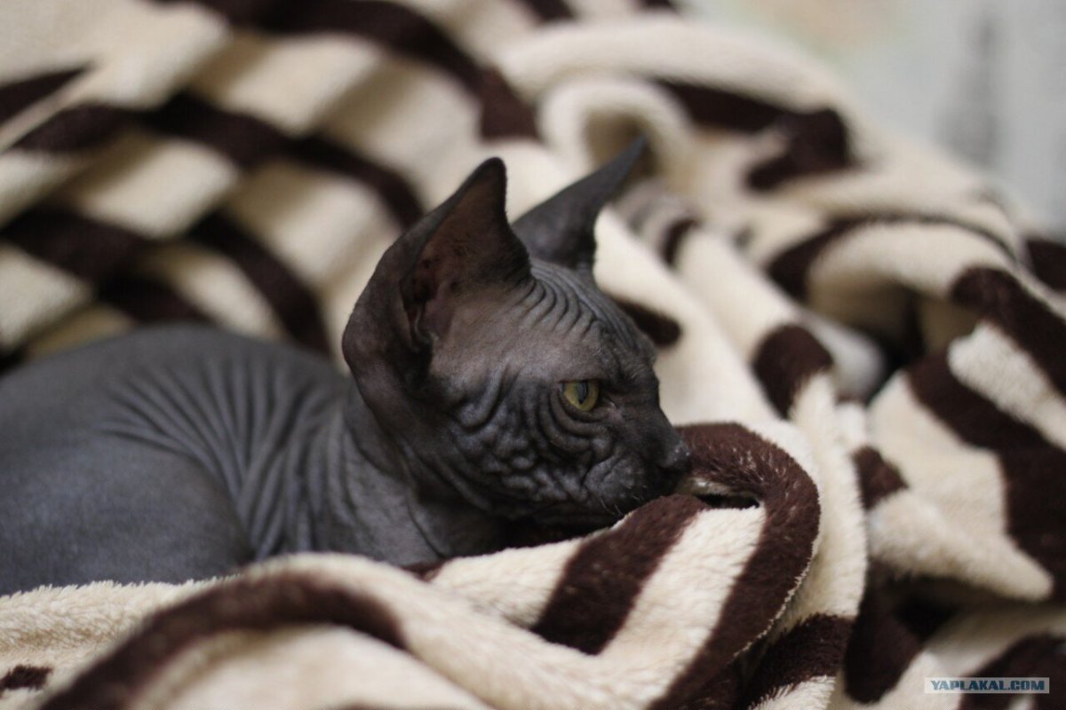 Канадский сфинкс коты чёрный