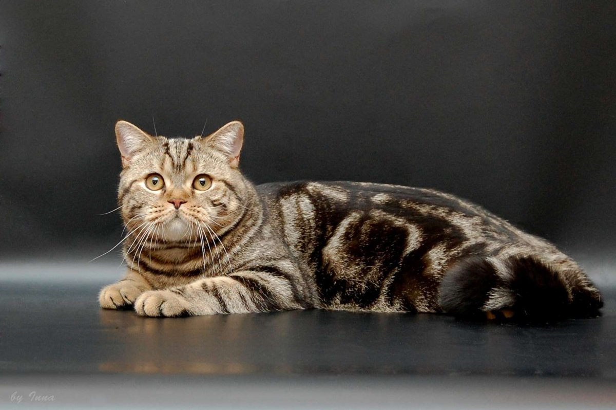 Британская кошка короткошерстная полосатая