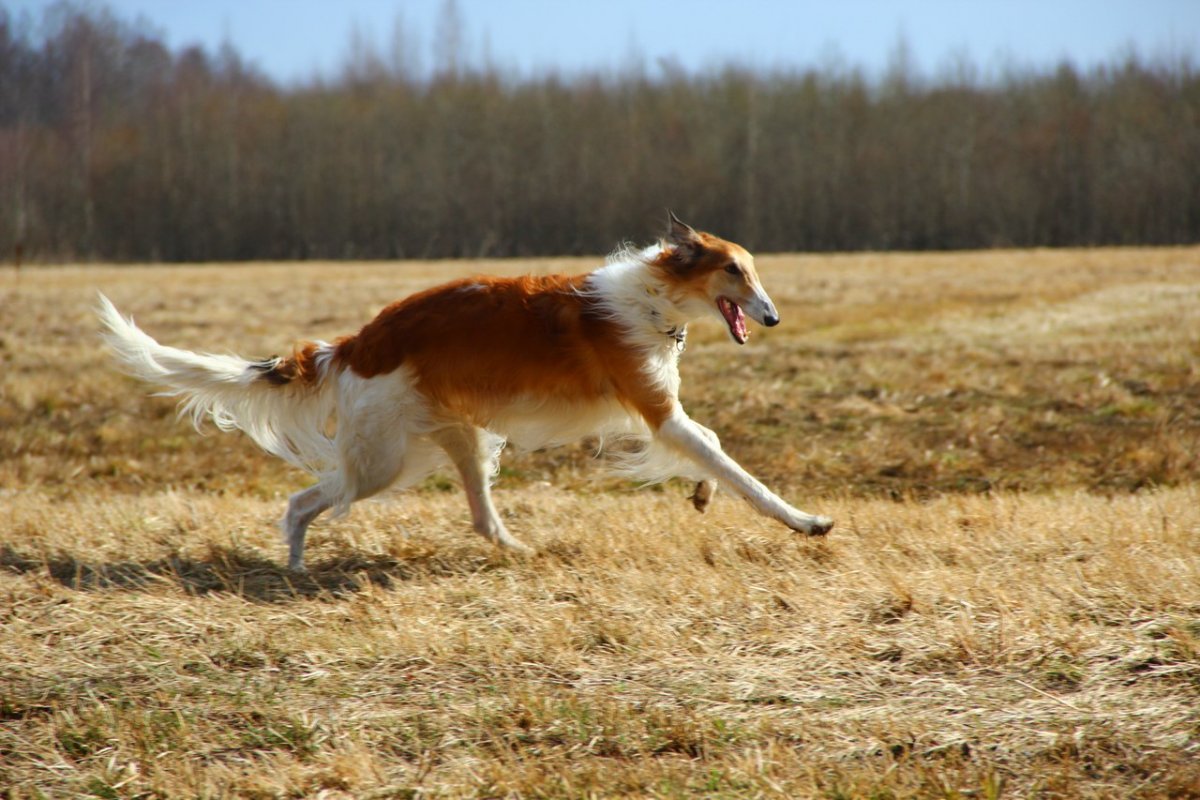 Русская борзая в движении