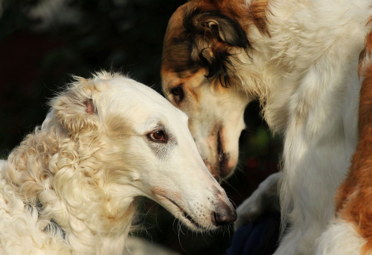 Русская псовая борзая на охоте