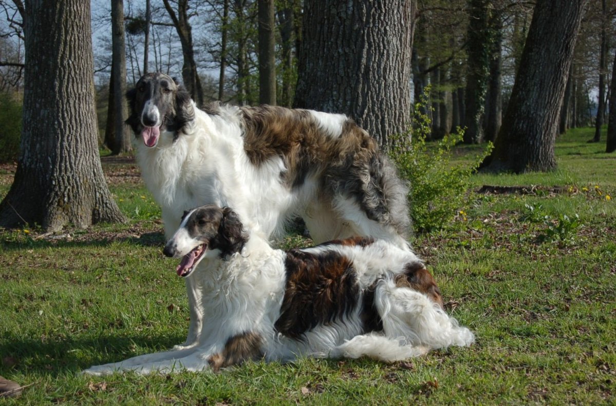 Русская псовая борзая Эстетика