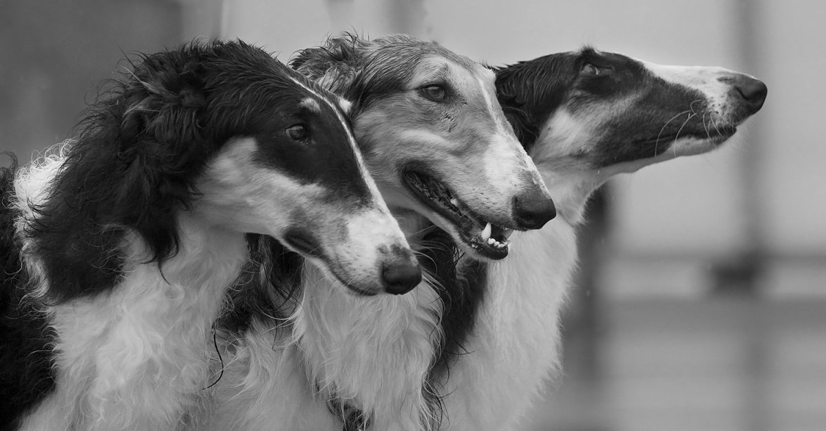 Русская псовая борзая чёрно белая