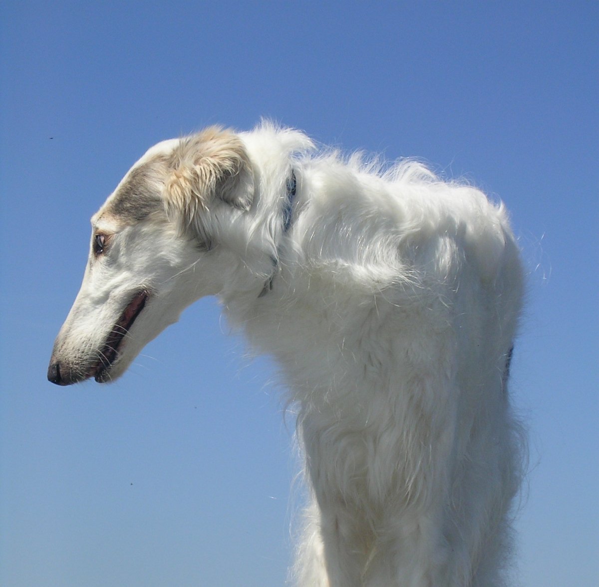 Русская борзая хвост