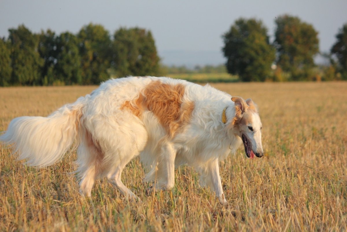 Московская борзая порода собак
