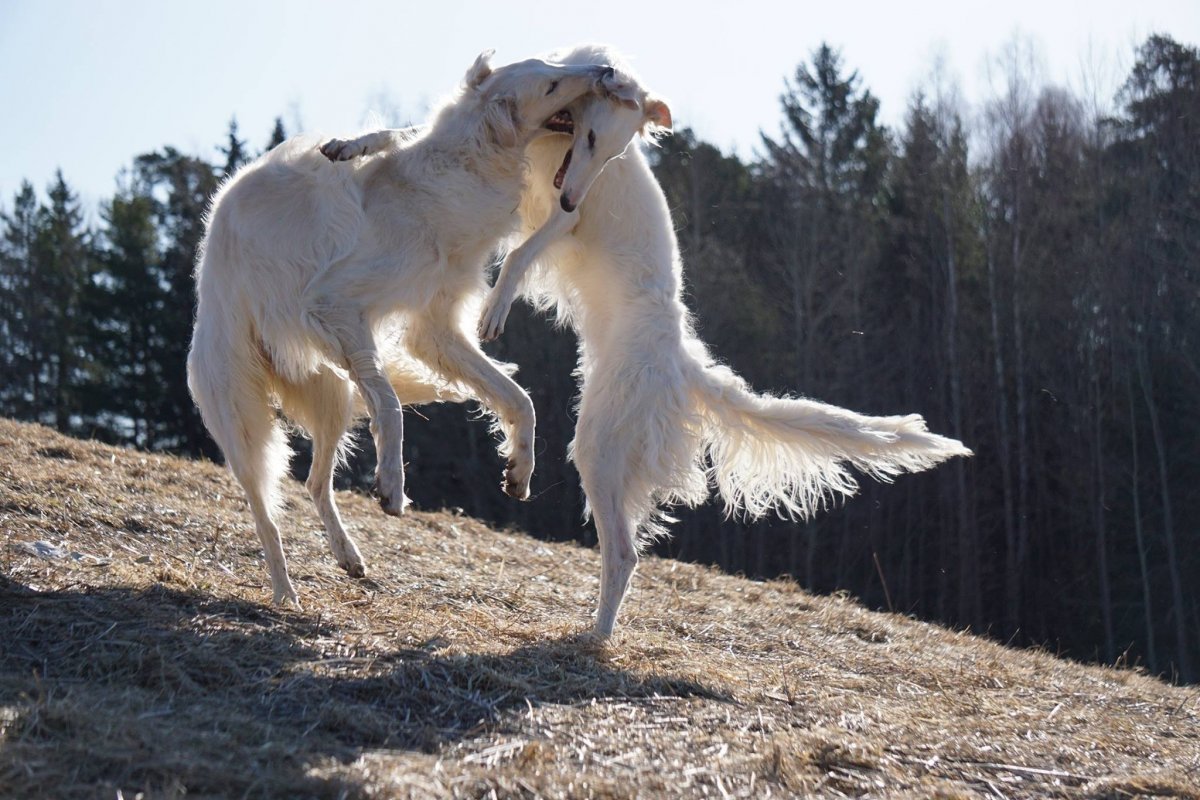 Русская псовая борзая длинношерстная