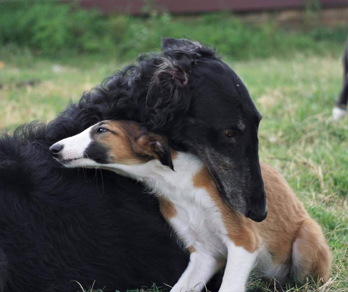 Русская псовая борзая волкодав
