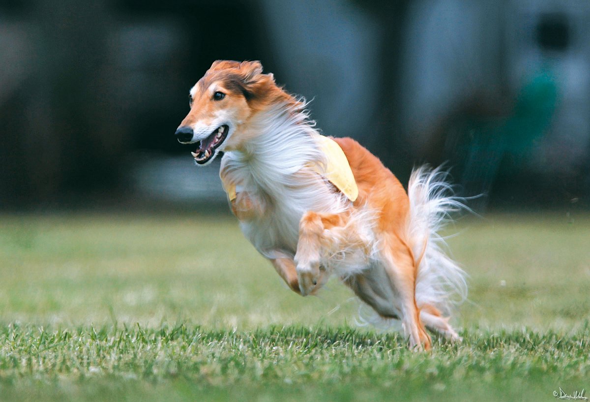Русская псовая борзая волкодав