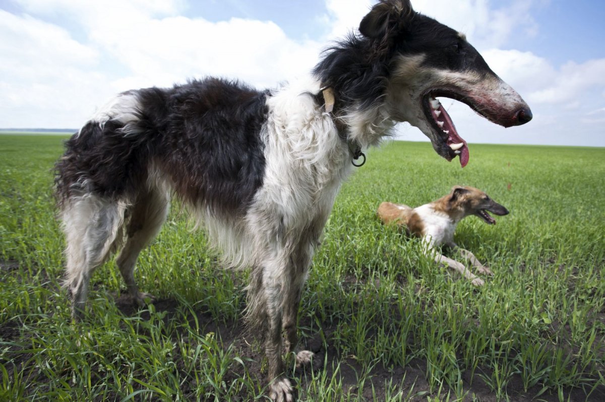 Русская борзая карликовая