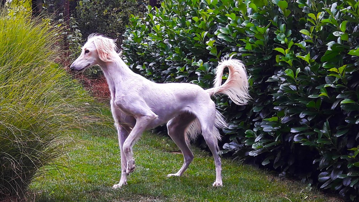 Смешные Борзые