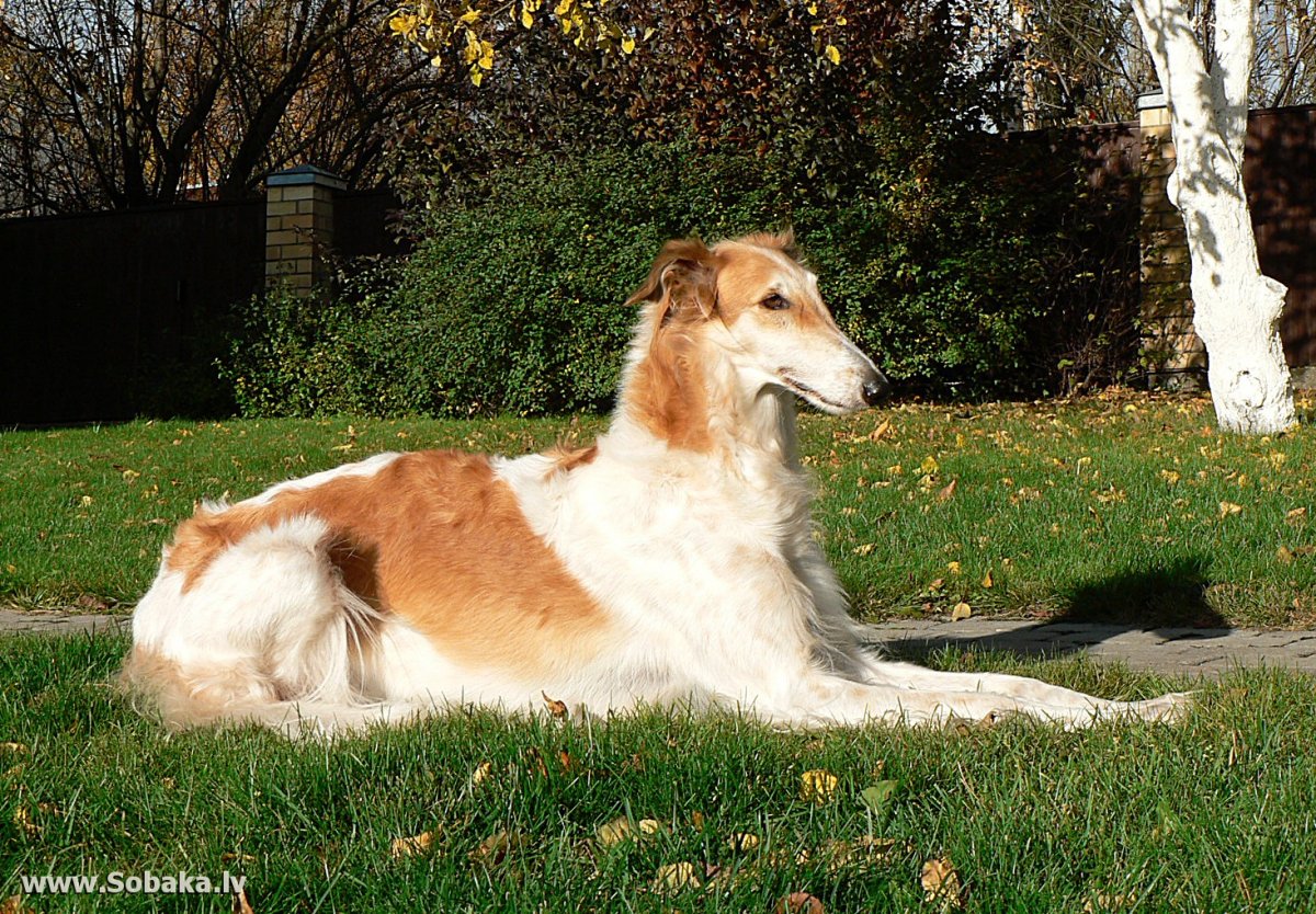 Русская псовая борзая