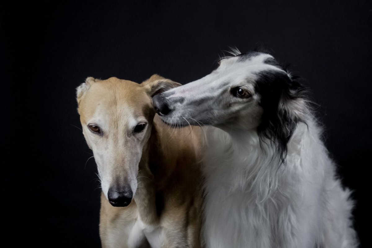 Борзая Грейхаунд хаунд