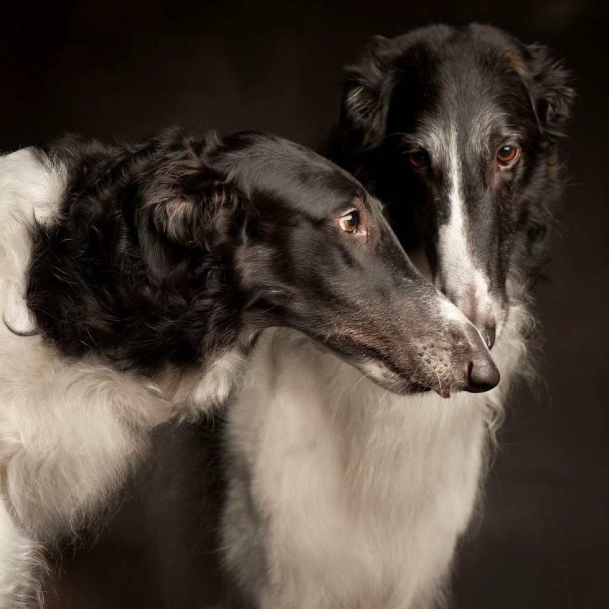 Русская псовая борзая стая