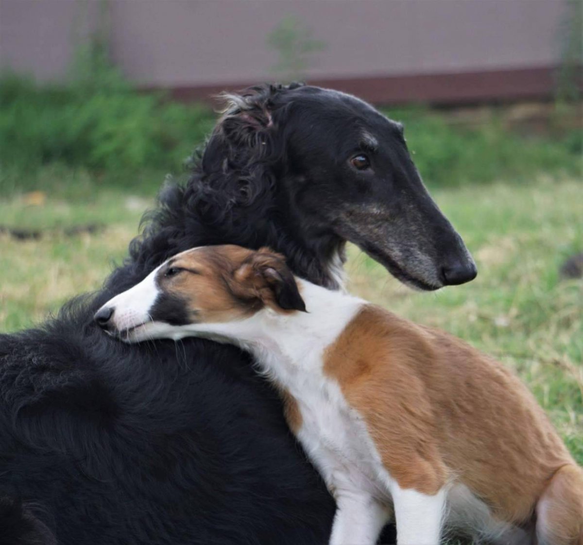 Толстая борзая