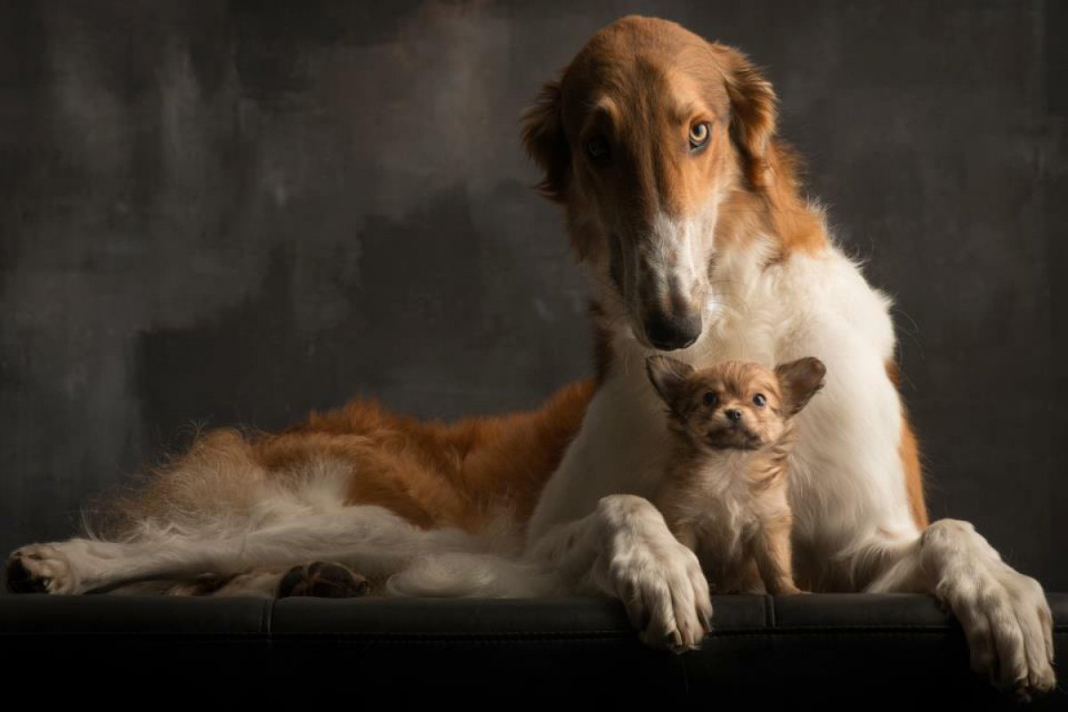 Белая борзая в скалах