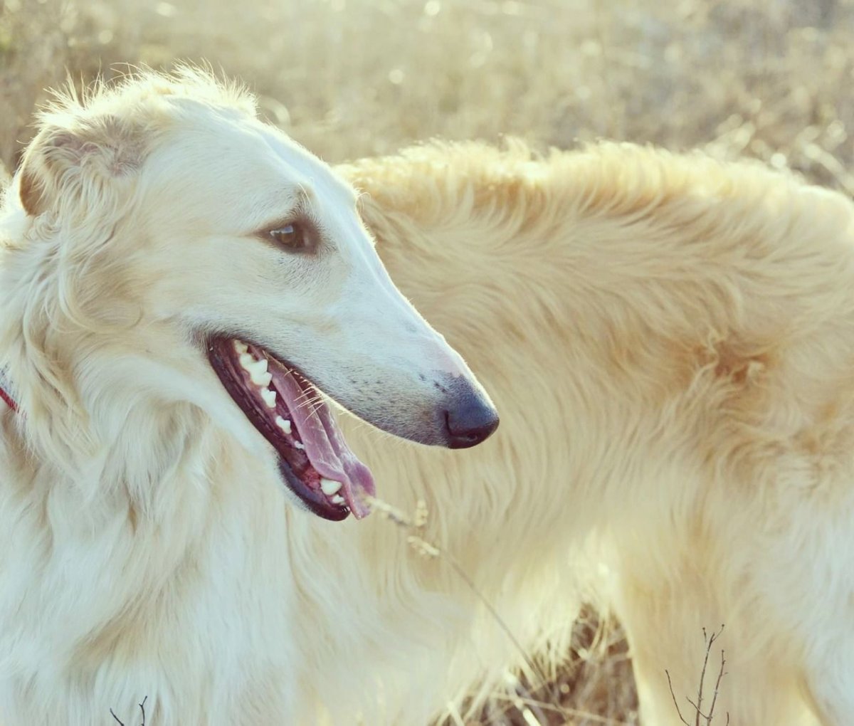 Русская борзая в профиль