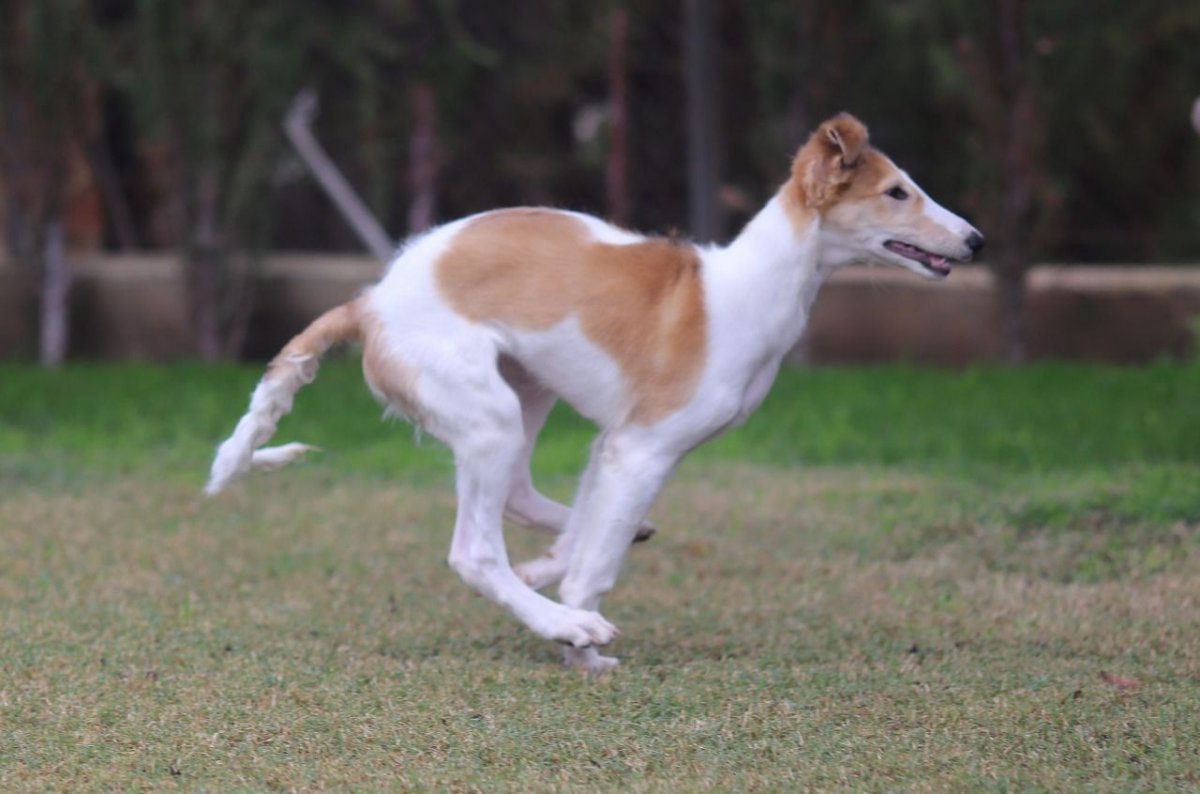 Сообщество любителей борзых