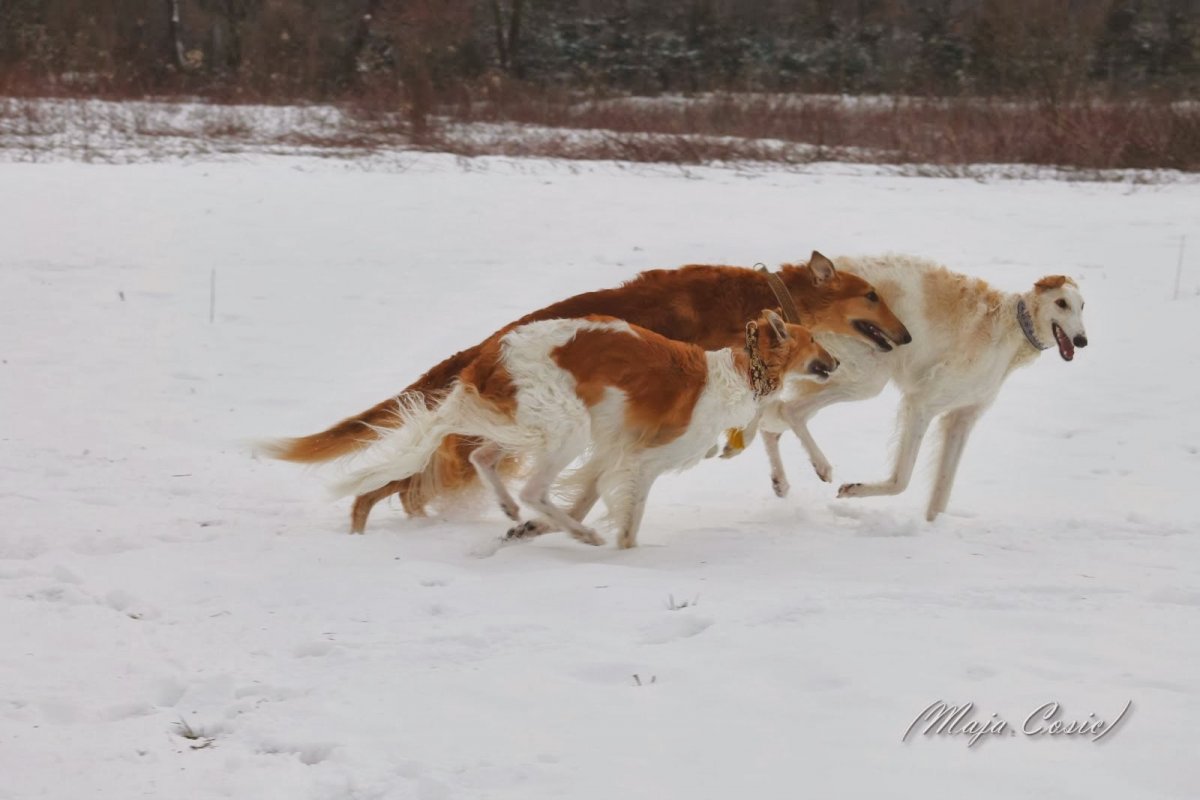 Борзая салюки
