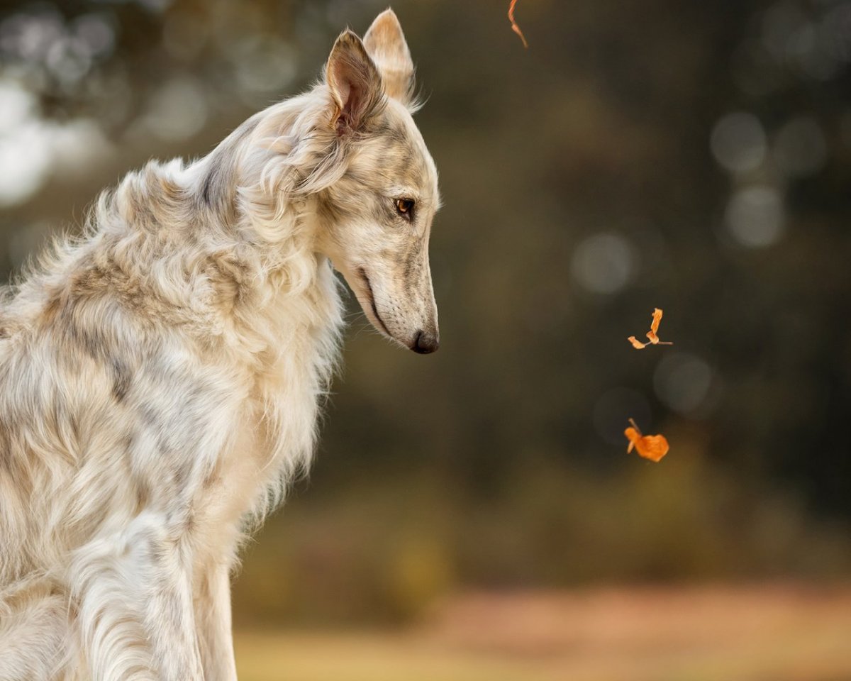 Салюки порода
