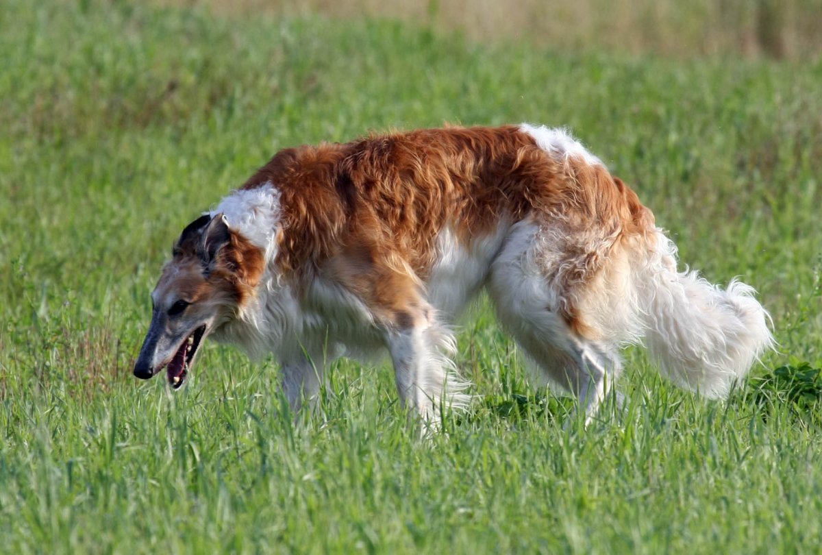 Псовая борзая