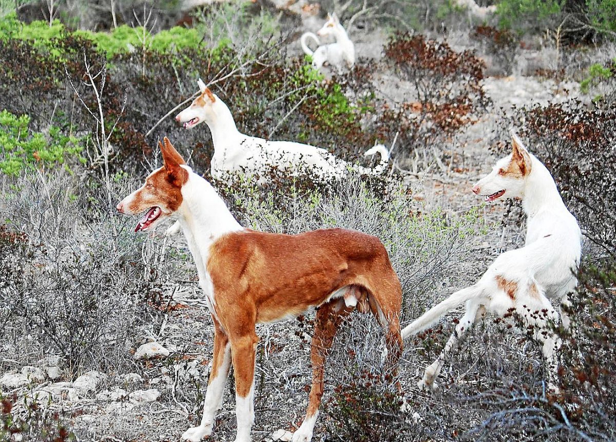 Silken Windhound порода