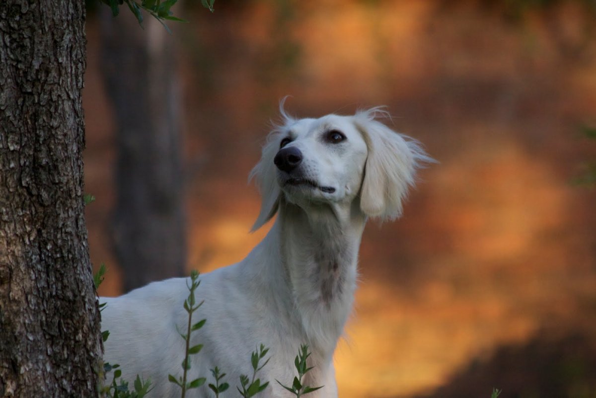 Русская псовая борзая волкодав