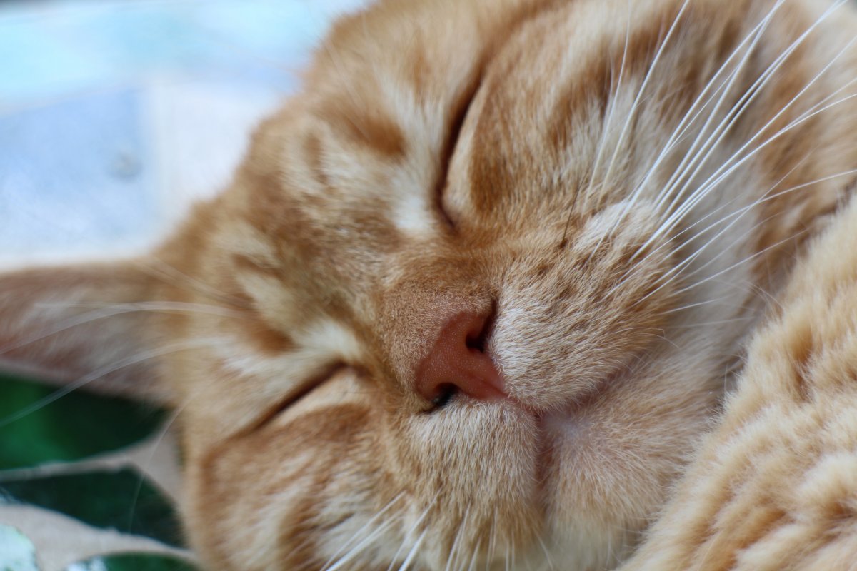 Довольная Сытая кошка