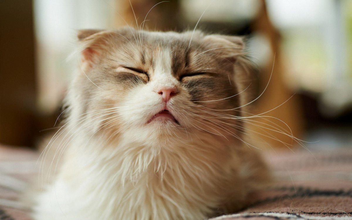 Довольная Кошачья мордочка