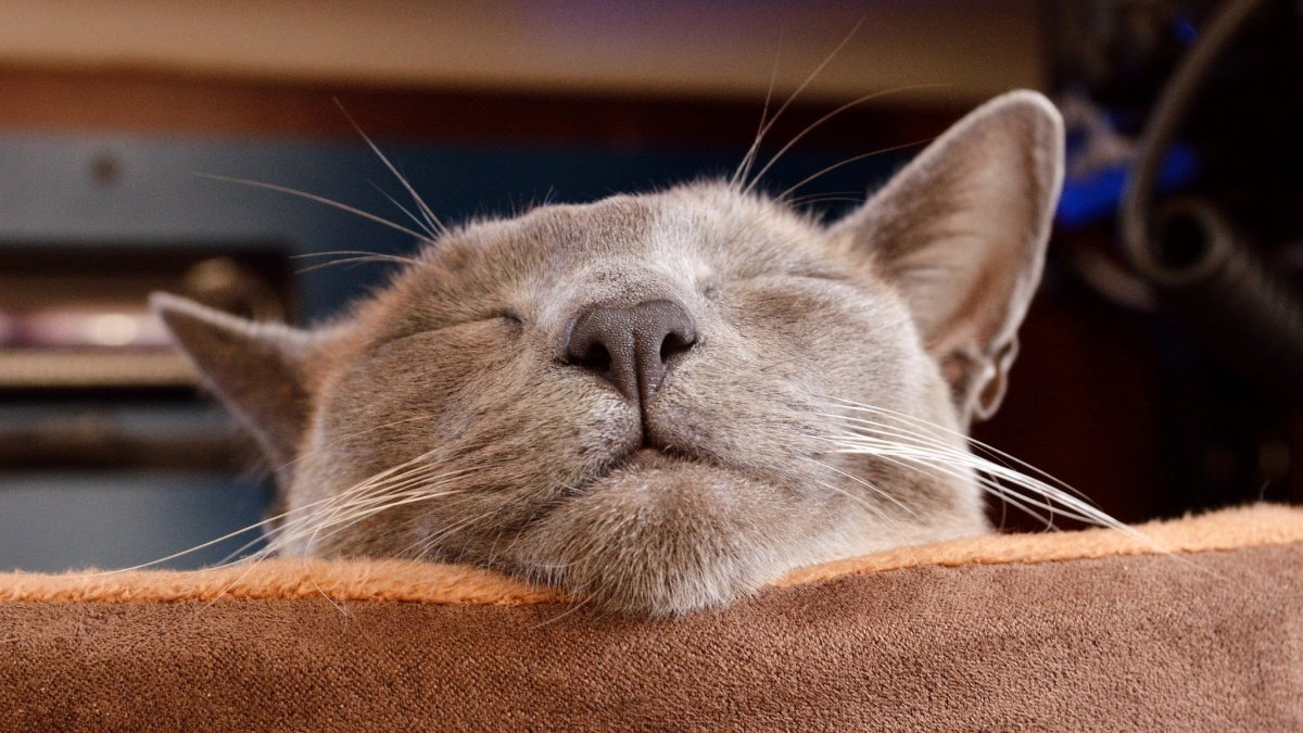 Кот британец серый