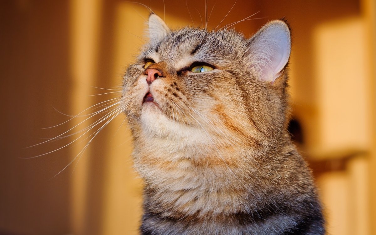 Кошачья мордочка