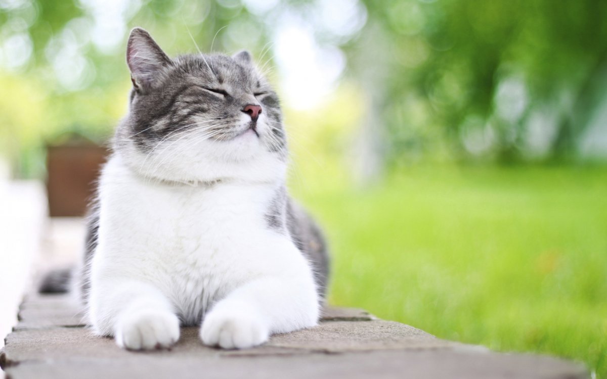 Довольный кот