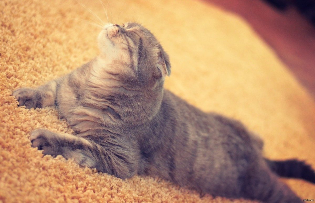 Радостный кот