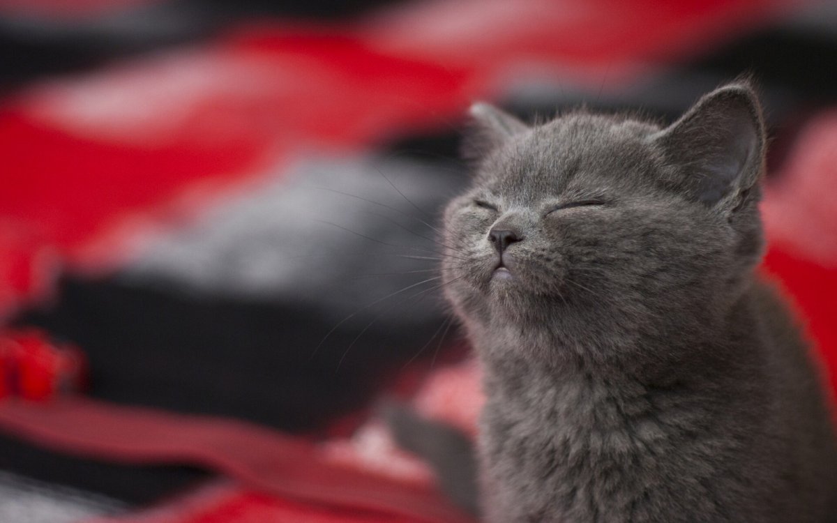 Домашние котики