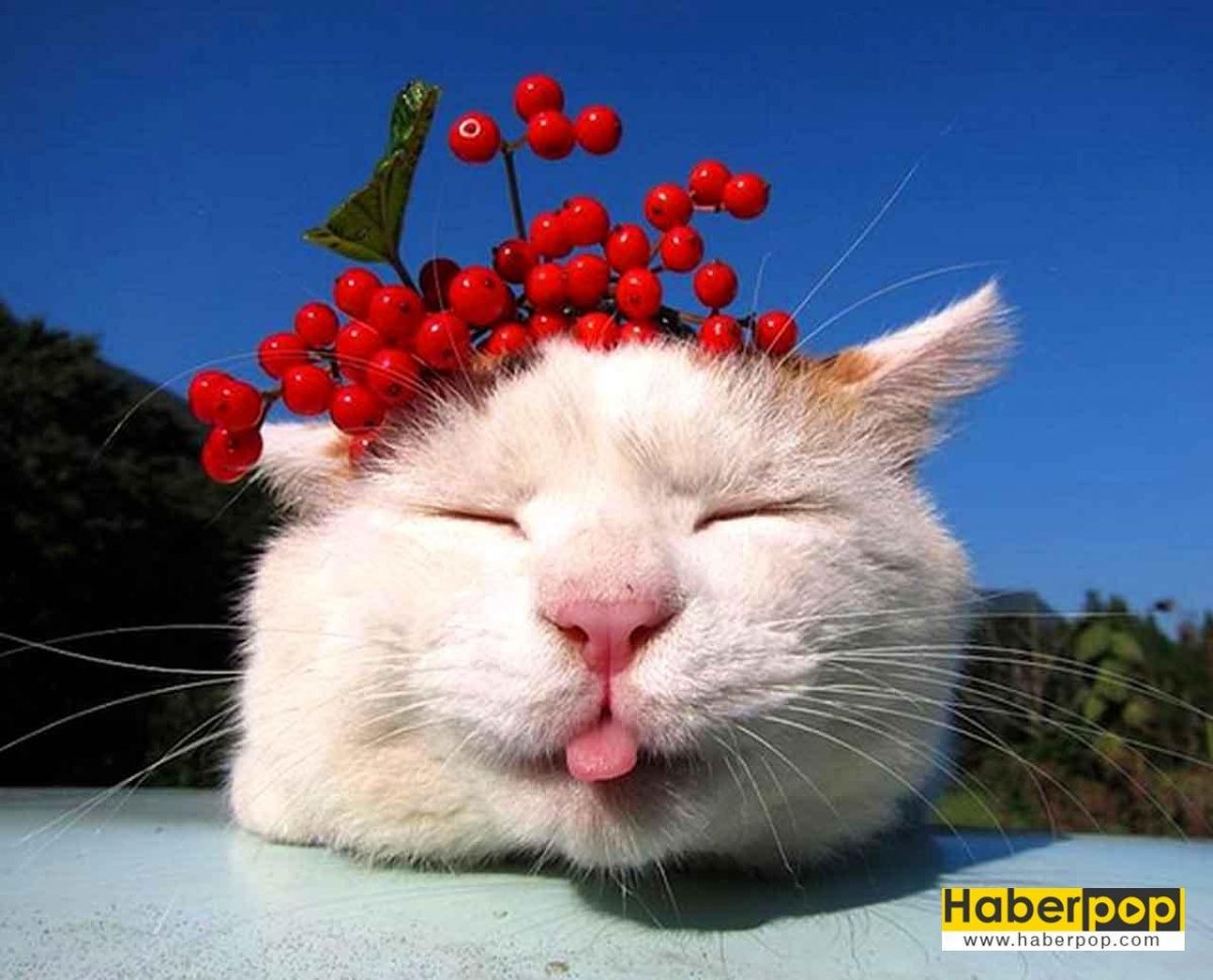 Японский кот Широнеко