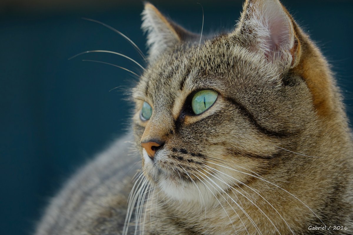 Обои коты рыжие полосатые