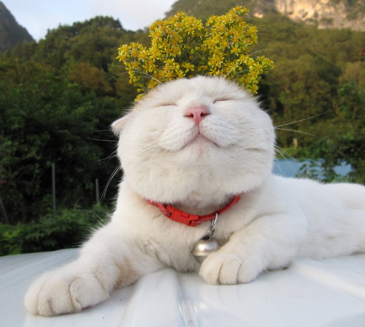 Довольная морда кошки